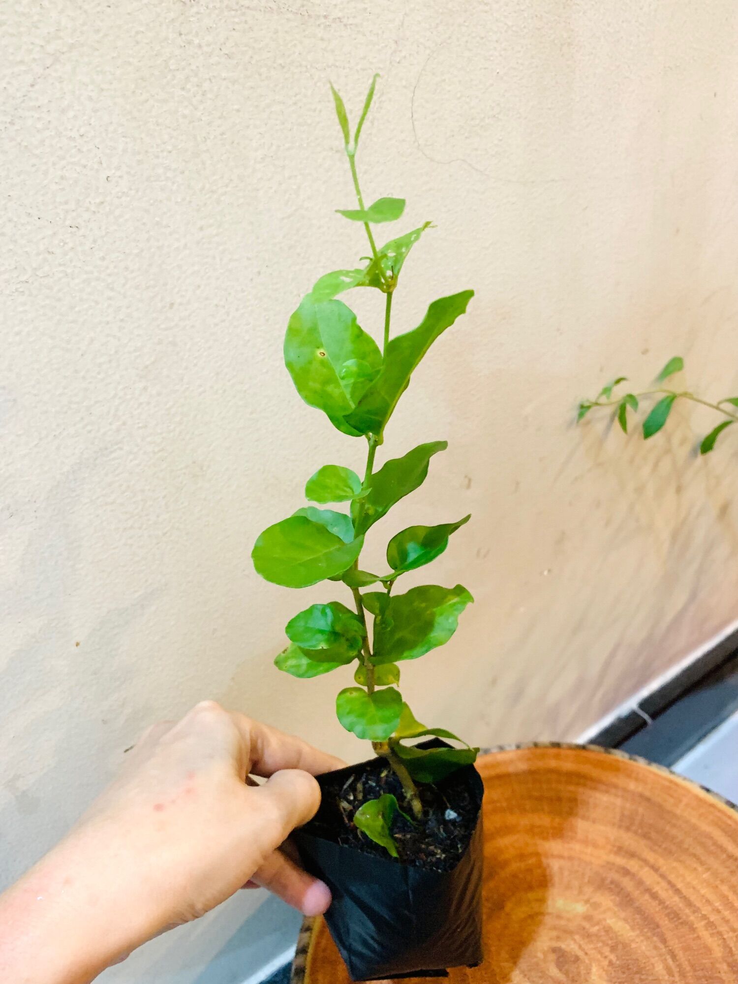 Cây giống hoa nhài kép (nhài ta) hoa thơm phức