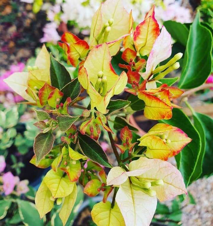 cây hoa giấy ghép (sufia)