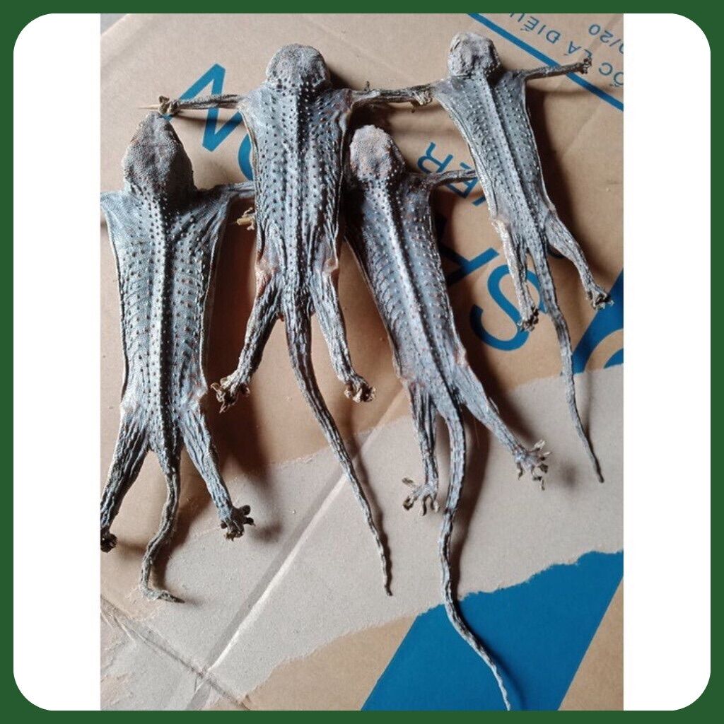 Tắc Kè Khô Size Trung Hàng Chuẩn Chất Lượng