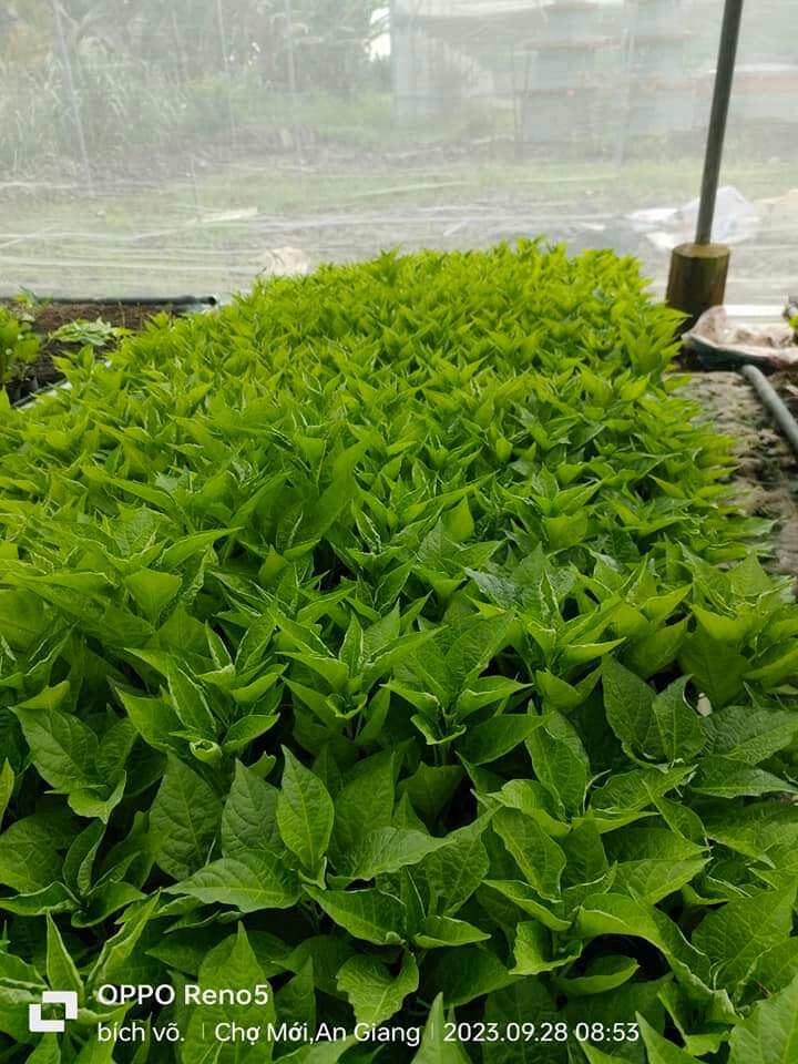 ỚT TRÁI TIM (ỚT GIỌT NƯỚC) CÂY GIỐNG