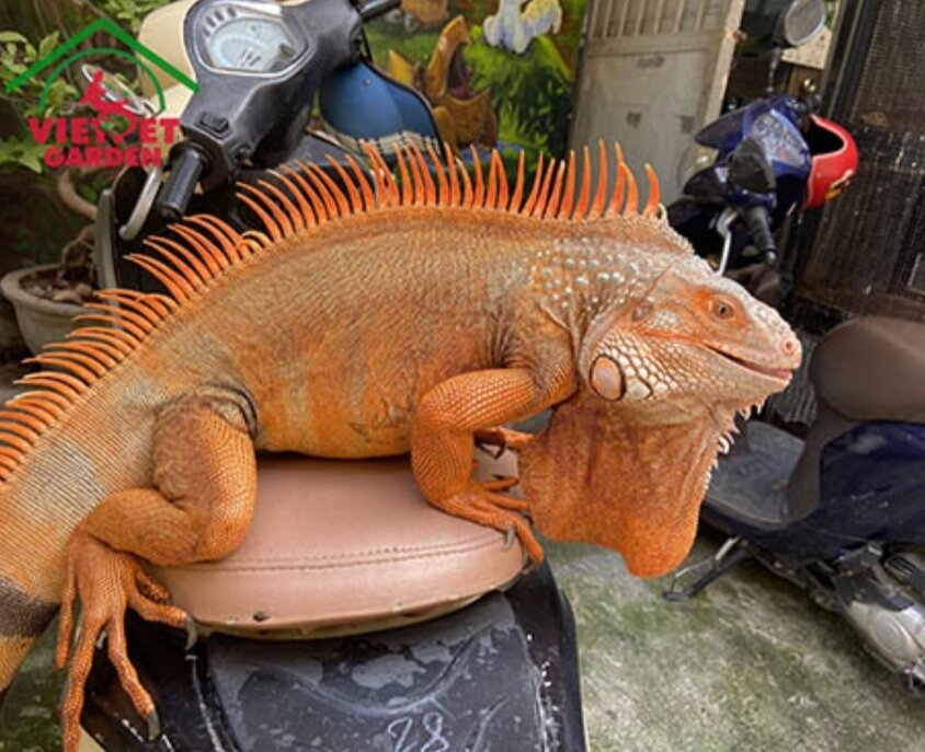 Iguana rồng nam mỹ 50-60cm