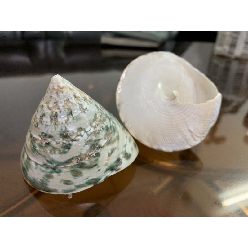 ỐC TU HÚ XANH