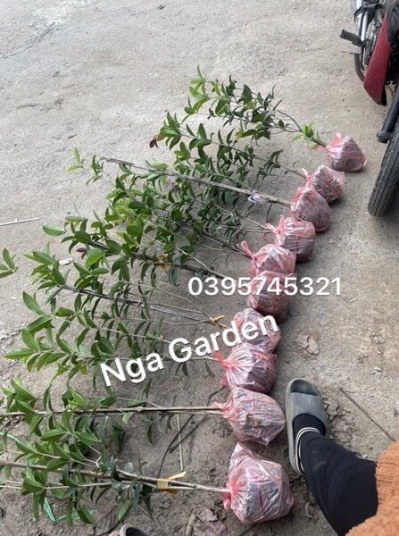 Cây giống mộc hương ta xịn cao 60 đến 80 cm Ngagarden