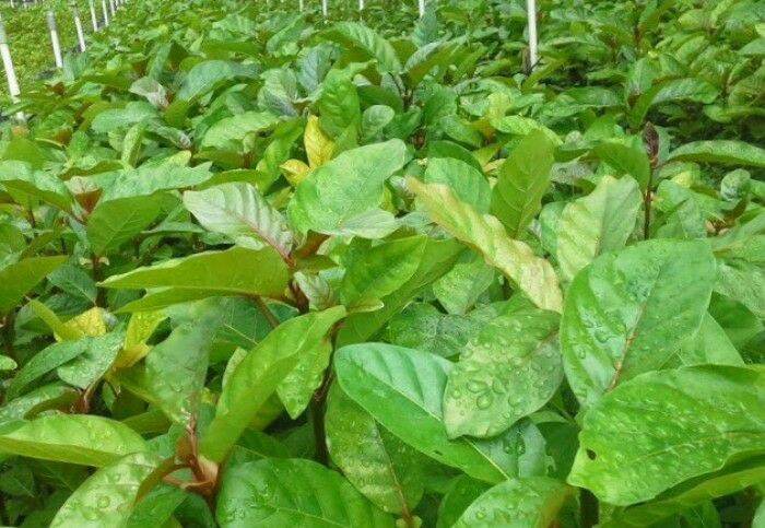 100gram hạt gáo vàng giống