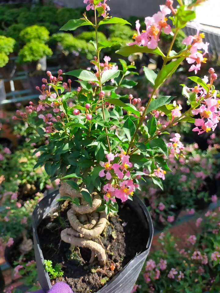 Hồng ngọc mai bonsai để bàn