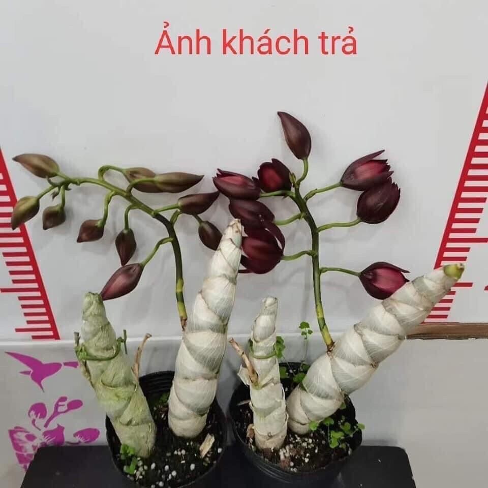 Củ giống Hoa Thiên Nga Đột biến sỉ 5k (set 5 củ )