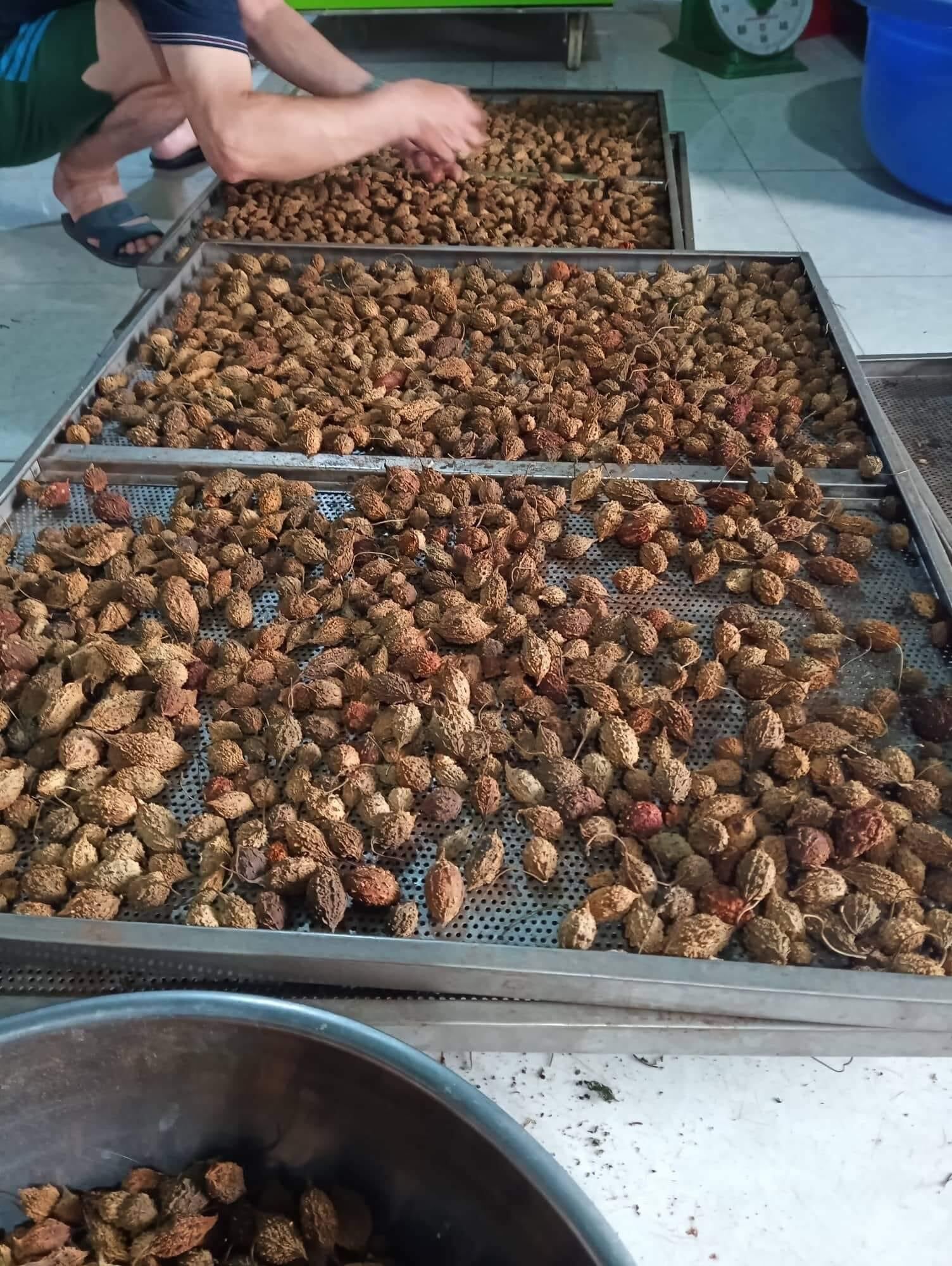 MƯỚP ĐẮNG RỪNG (Khổ Qua rừng)
