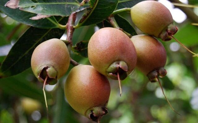 Cây lê/ mận lý/ mận hoa hồng- Đặc sản miền tây- Trái cây tuổi thơ- Hoa kiểng Nguyễn Lộc