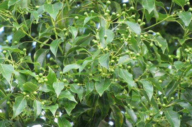 cây long não cao từ 50cm