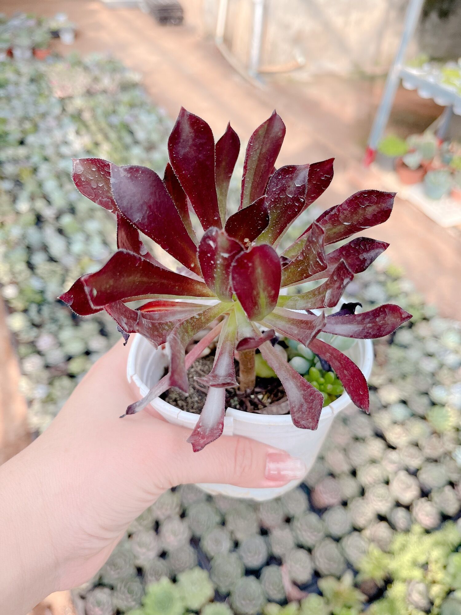 Sen đá Aoen size trung xuất vườn đà Lạt
