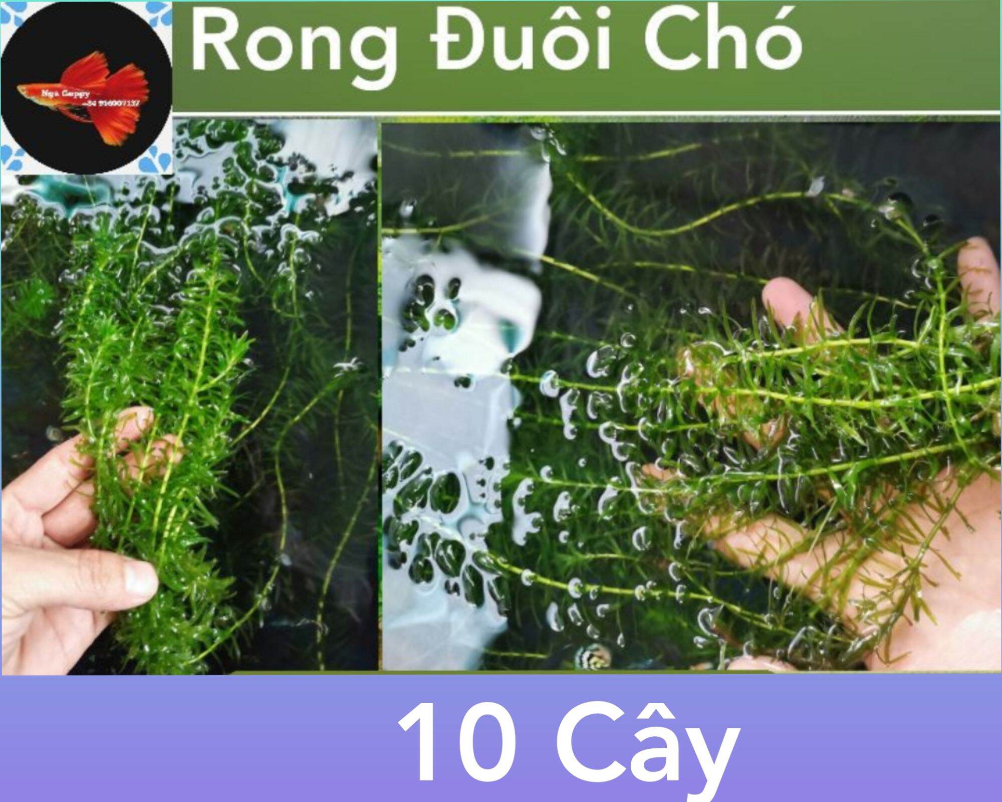 [HCM]Rong Đuôi Chó 10 cây  - Cây Thủy Sinh - Nga Guppy