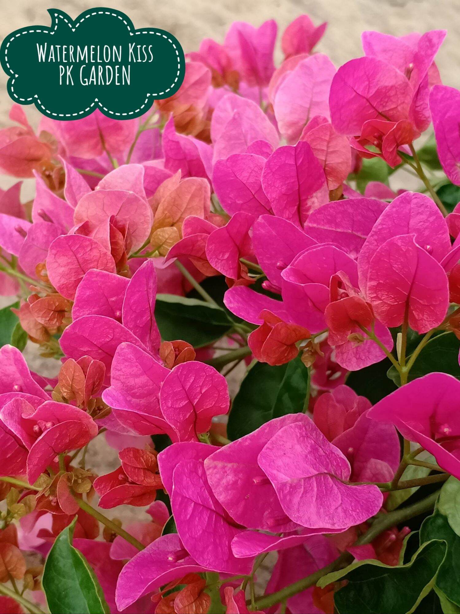 Hoa giấy nguyên bản : DƯA HẤU ĐỎ