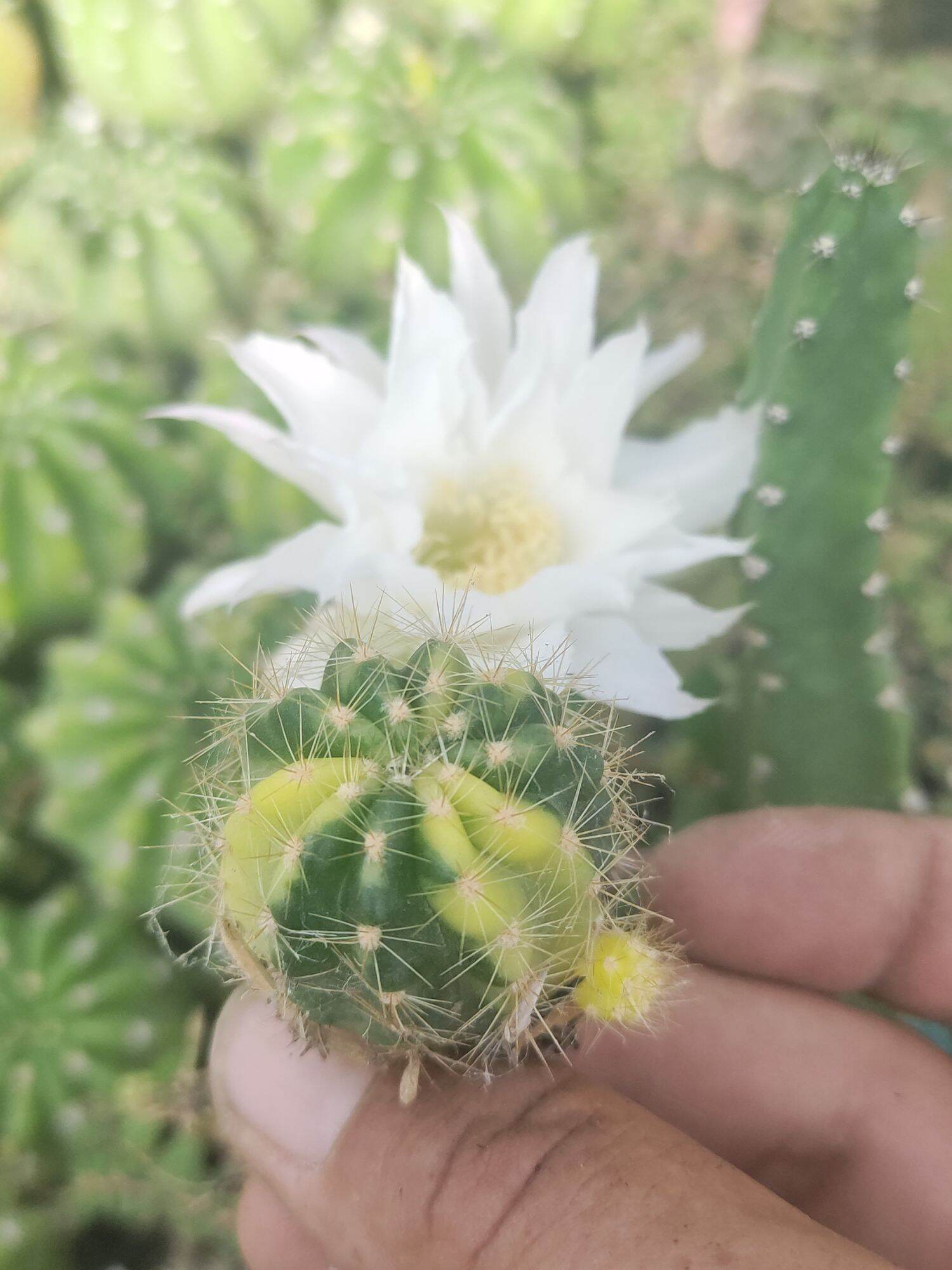 Echi Lem vàng hoa trắng, siêng hoa