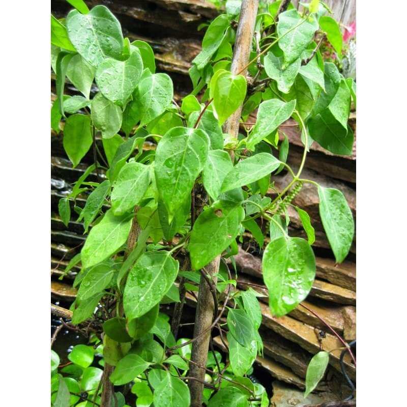 cây giống lá giang