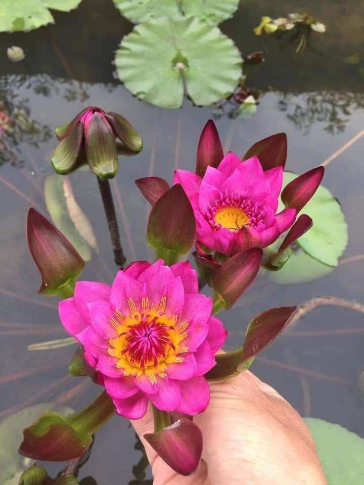 cây súng đài hồng