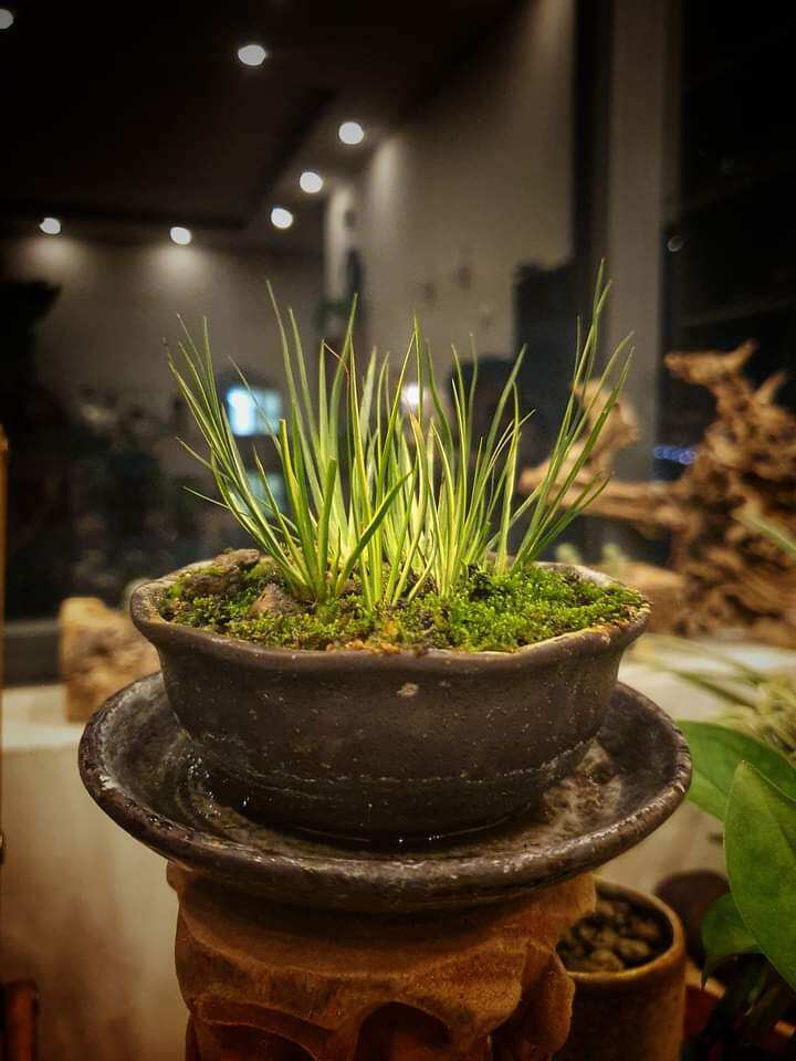 Cây cỏ thơm,thắng cố,thạch xương bồ (Gia vị nấu món Thắng cố)