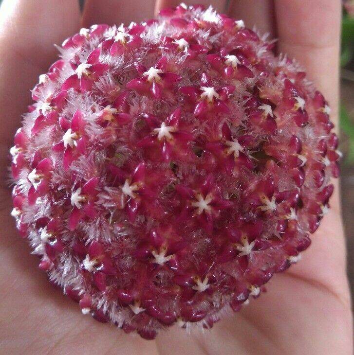 Hoa lan Cẩm cù Mindorensis Purple