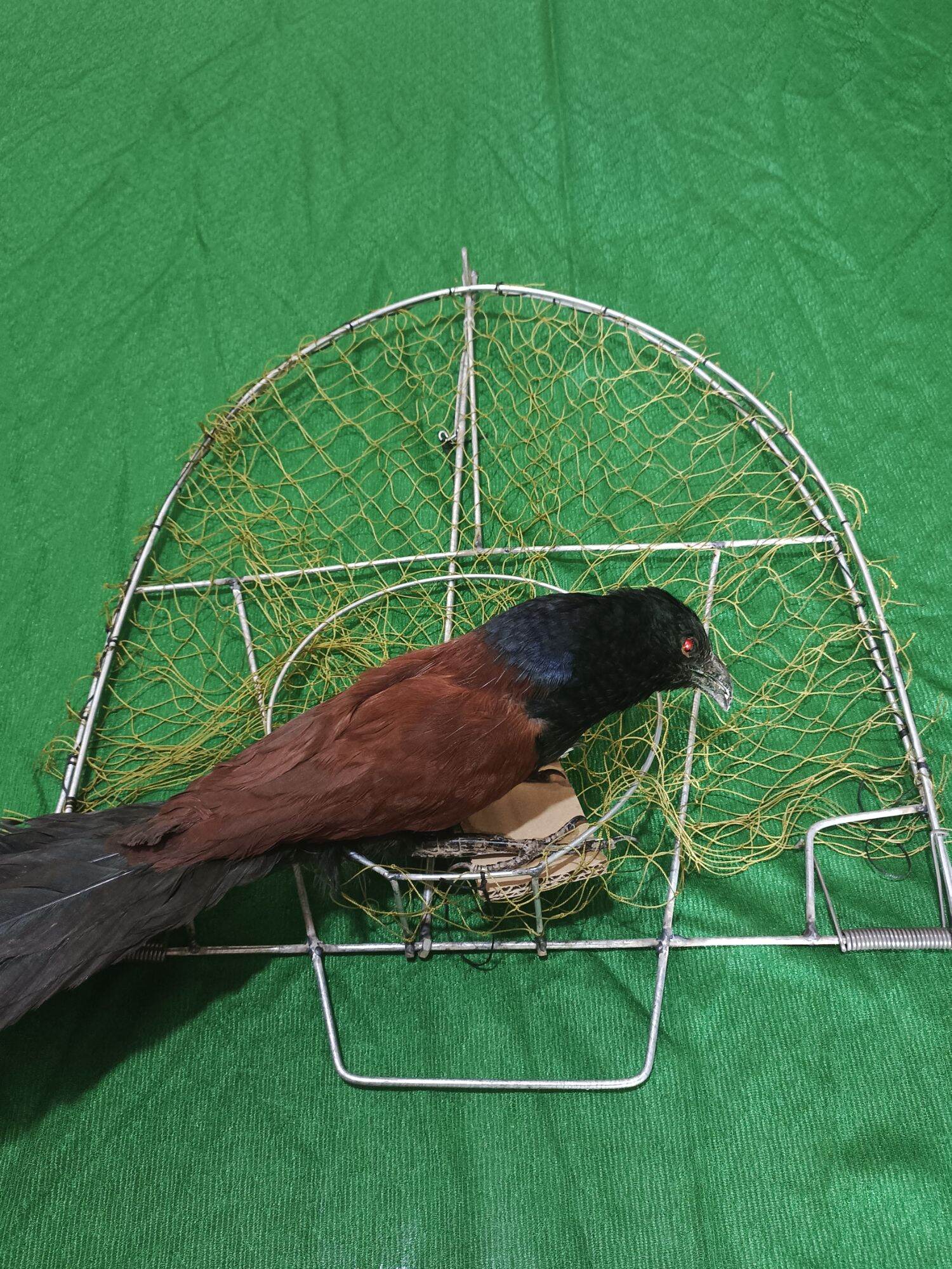 Combo 1 mẹt tròn+ 1 bịp giả.