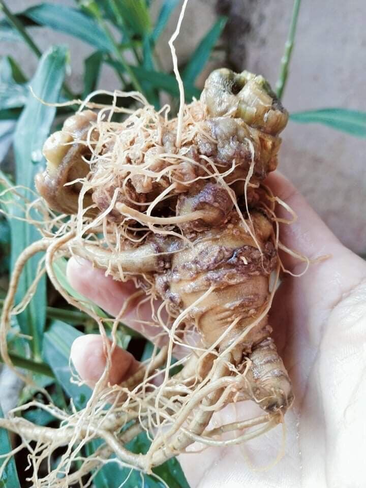 Tam thất Bắc tươi (hàng 8 củ/kg 650k/kg)