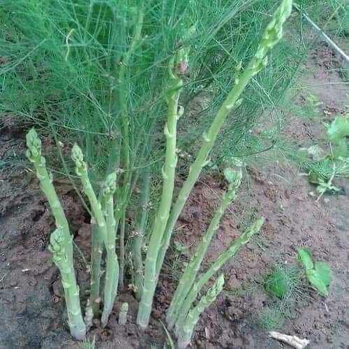 Gói 100 hạt giống măng tây xanh F1