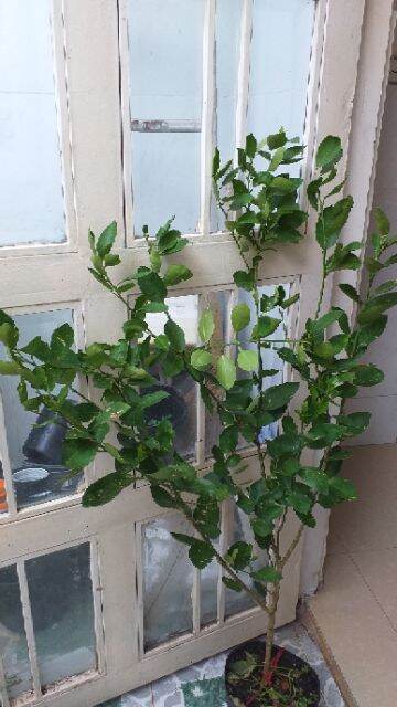 Potted Paper Lemon Tree, 1.2m Tall, with Fruit