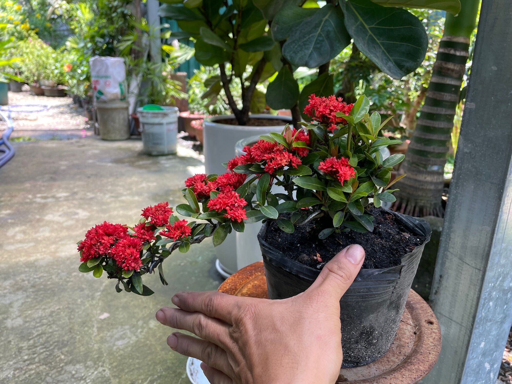 Trang Sen dáng thác đổ không chậu
