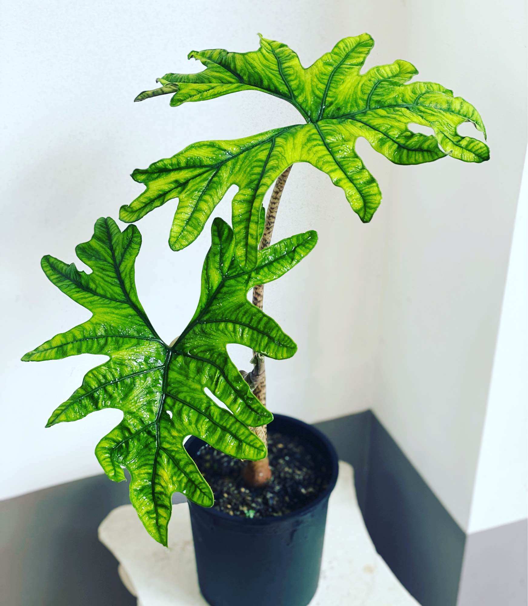 Alocasia jacklin hàng đẹp, size lá 25-35cm, cao 60cm, cây hút phong thuỷ, cây lọc không khí