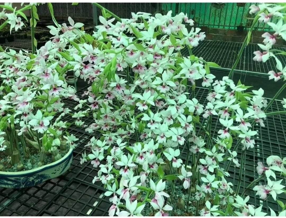 Củ Hoa Lan bầu rượu (2 củ)