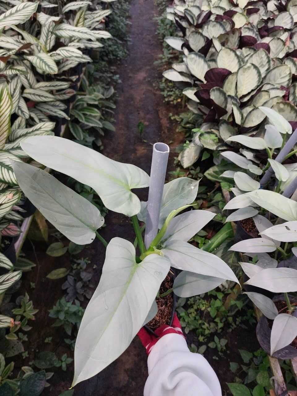 Cây trầu leo kiếm bạc - Philodendron hastatum