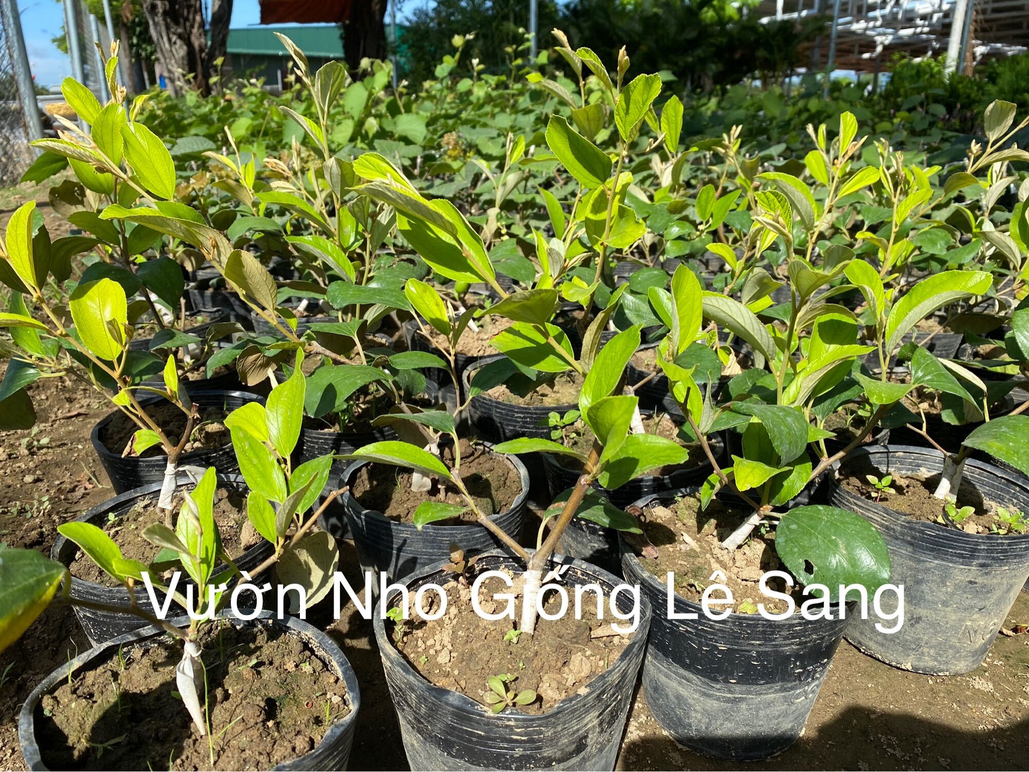 Cây Táo Thái Giống Siêu Trái