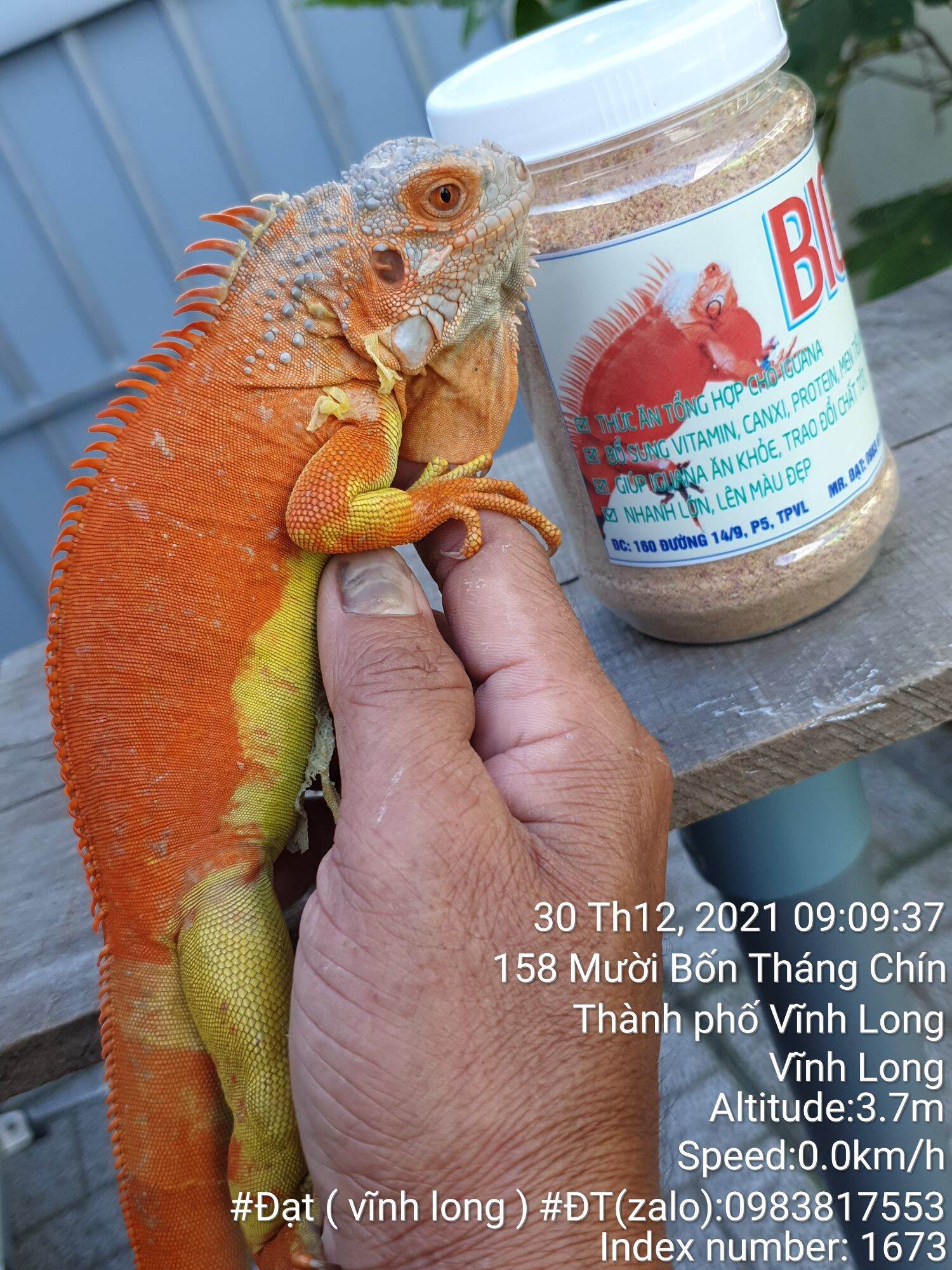 thức ăn iguana BIG 300g