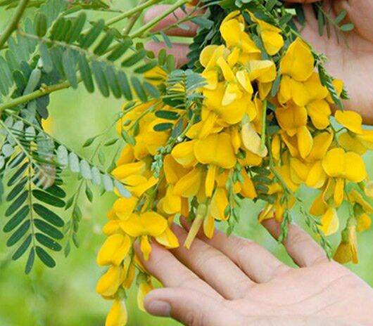 Hạt giống bông điên điển đặc sản miền tây - gói 1gr