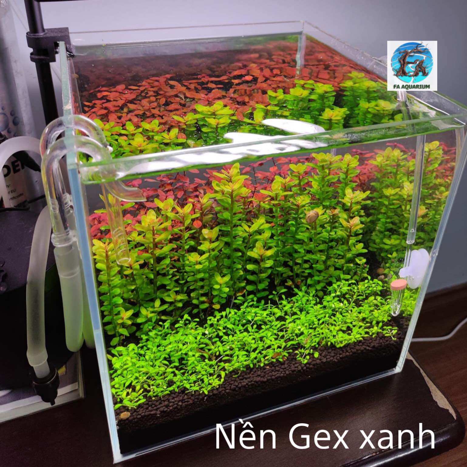 Phân nền Nhật Gex xanh 2kg cho hồ thuỷ sinh