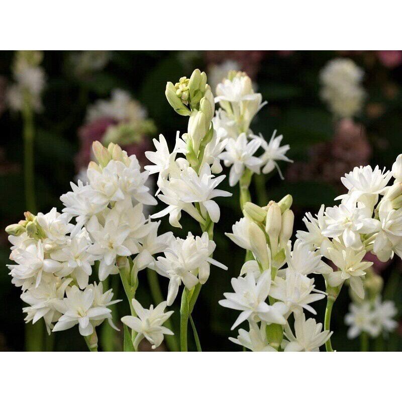 Củ Huệ trắng cánh kép