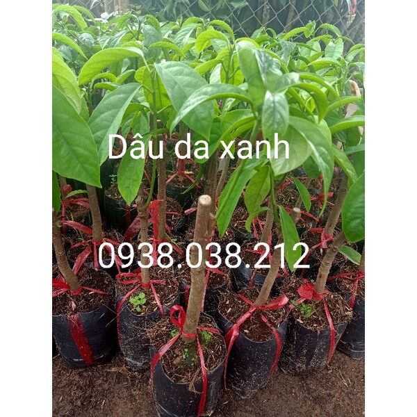 CÂY GIỐNG DÂU DA XANH / CÂY DÂU DA XANH
