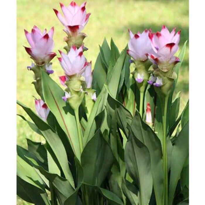 Củ hoa giống đuốc Thái sỉ 4k (set 5 củ )