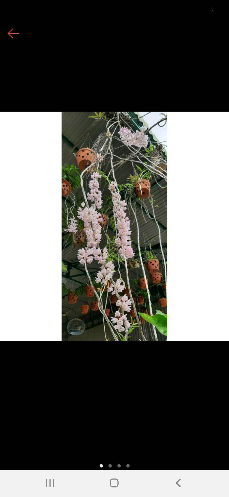 Lan rừng hương vani