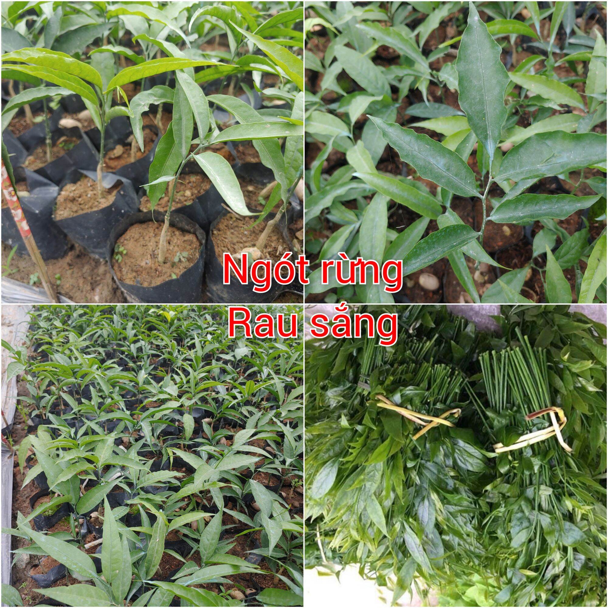 Cây giống rau Ngót Rừng, rau Mì chính