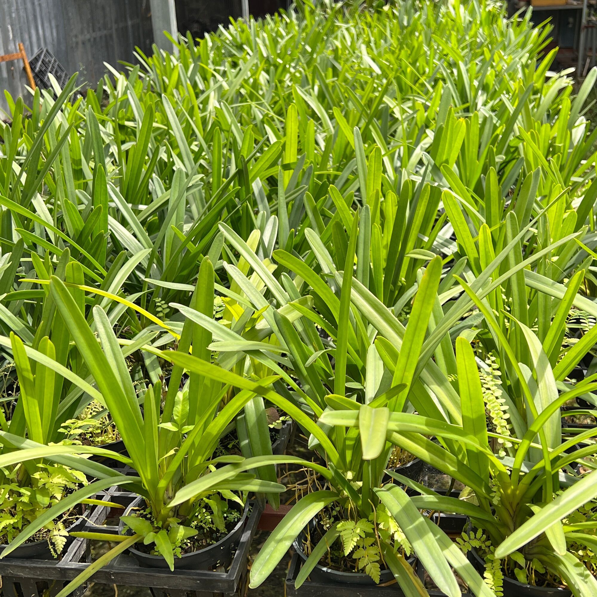 Lan Kiếm Xanh Huế gieo hạt