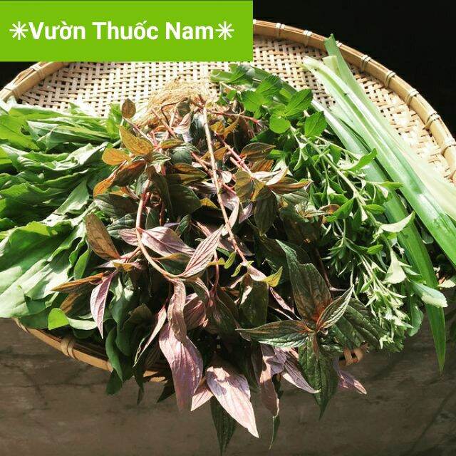 combo 5 Bầu cây giống cây thuoc dòi (cây bọ mắm)