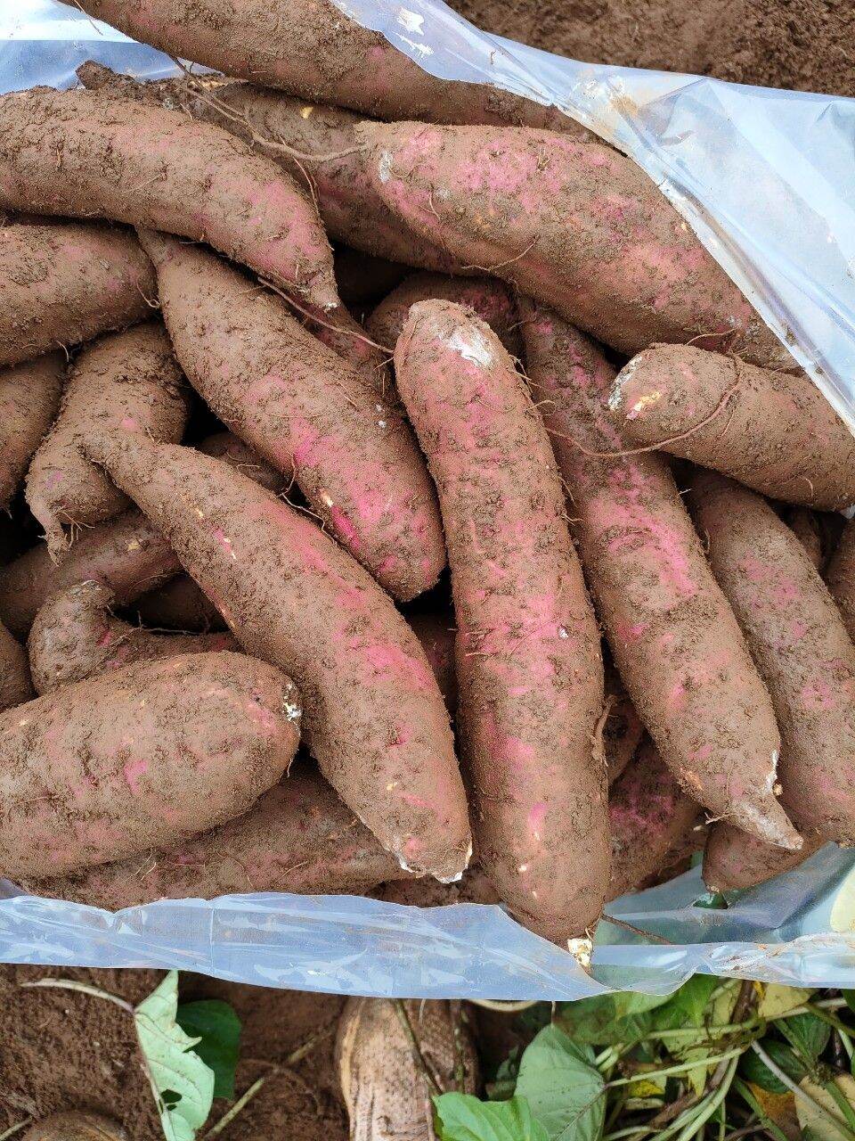 Com bo 5 kg khoai lang mật tươi chuẩn tà nung