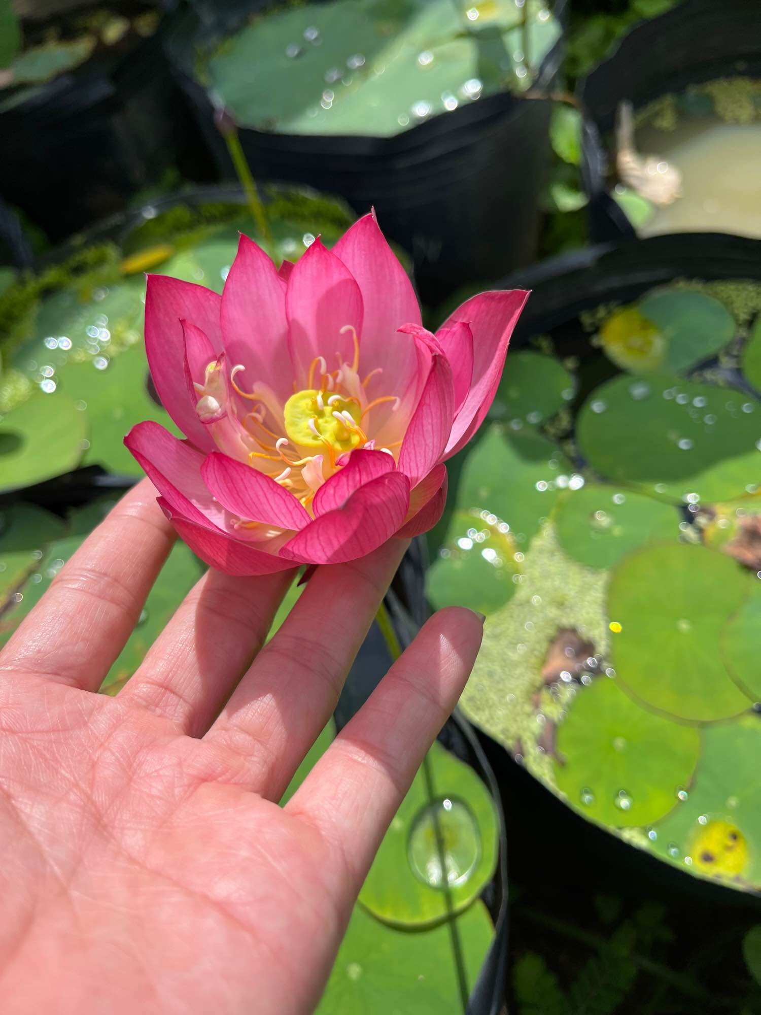 củ sen mini nhật