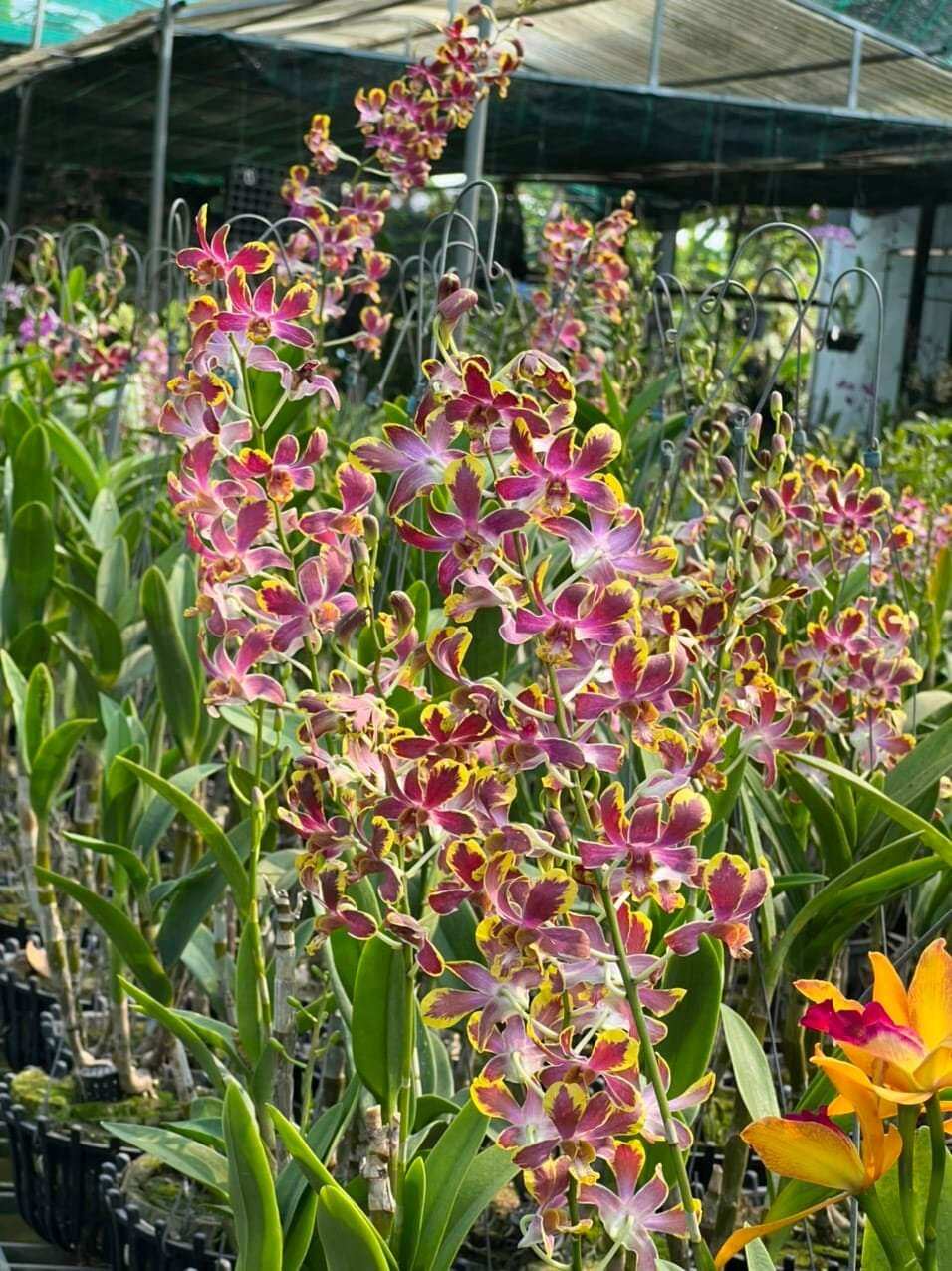 Hoa lan denro chớp bịp trưởng thành sắp hoa