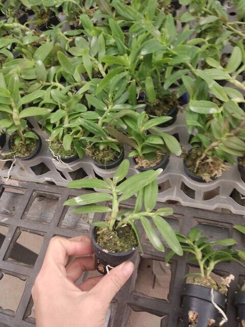 combo 2 cây hoa lan phi điệp hòa bình