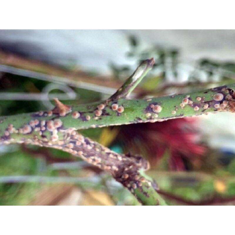 Chế phẩm trừ rệp sáp vẩy,bọ nhẩy,nhện bông tơ(hiệu quả cao)