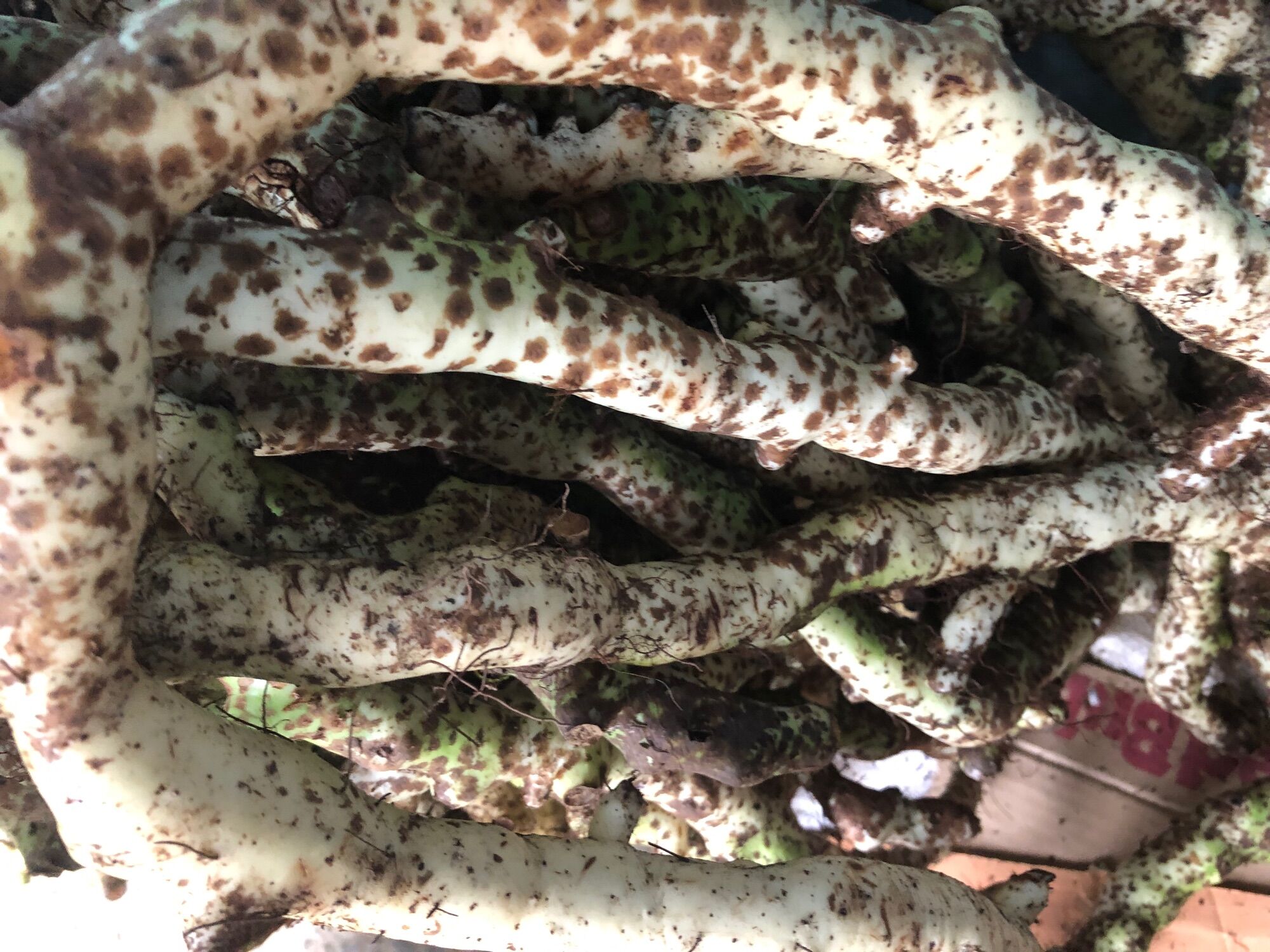 Tắc kè đá tươi 150k/5kg