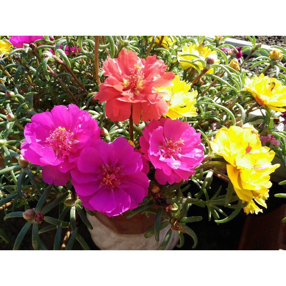 Hoa mười giờ thái cánh kép hoặc đơn
