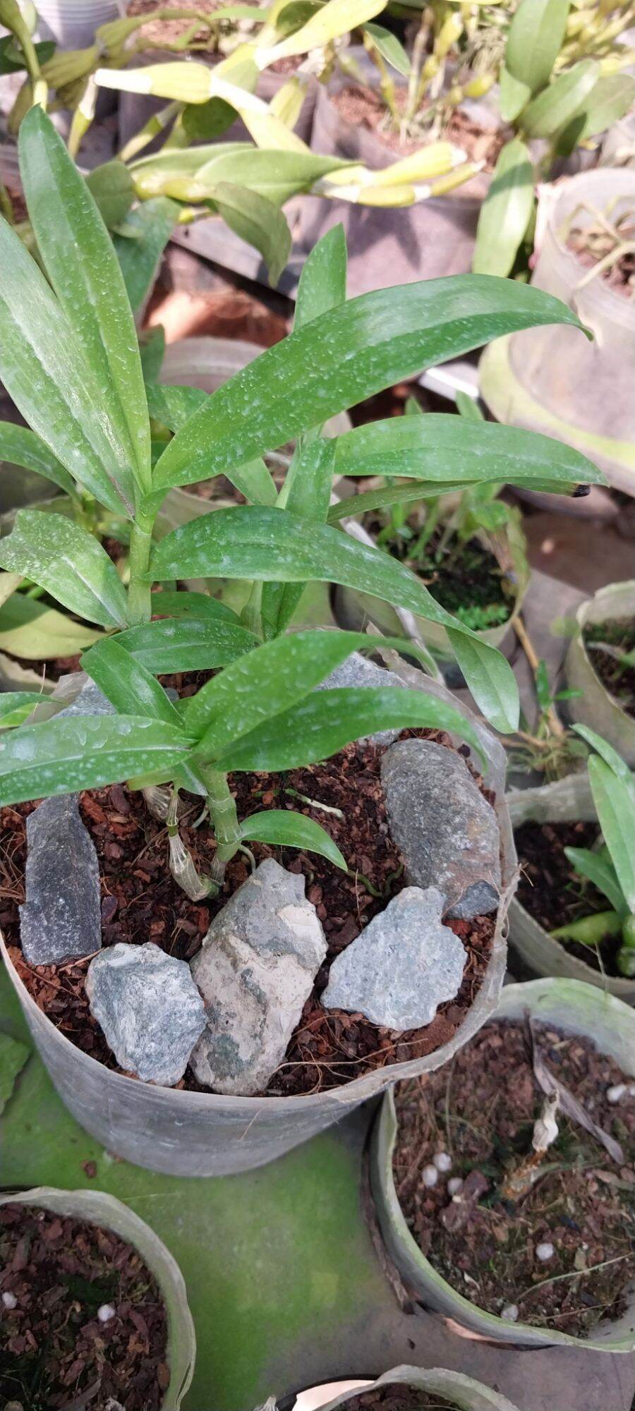 hoa lan trúc phật bà hàng giống 150k/ chậu