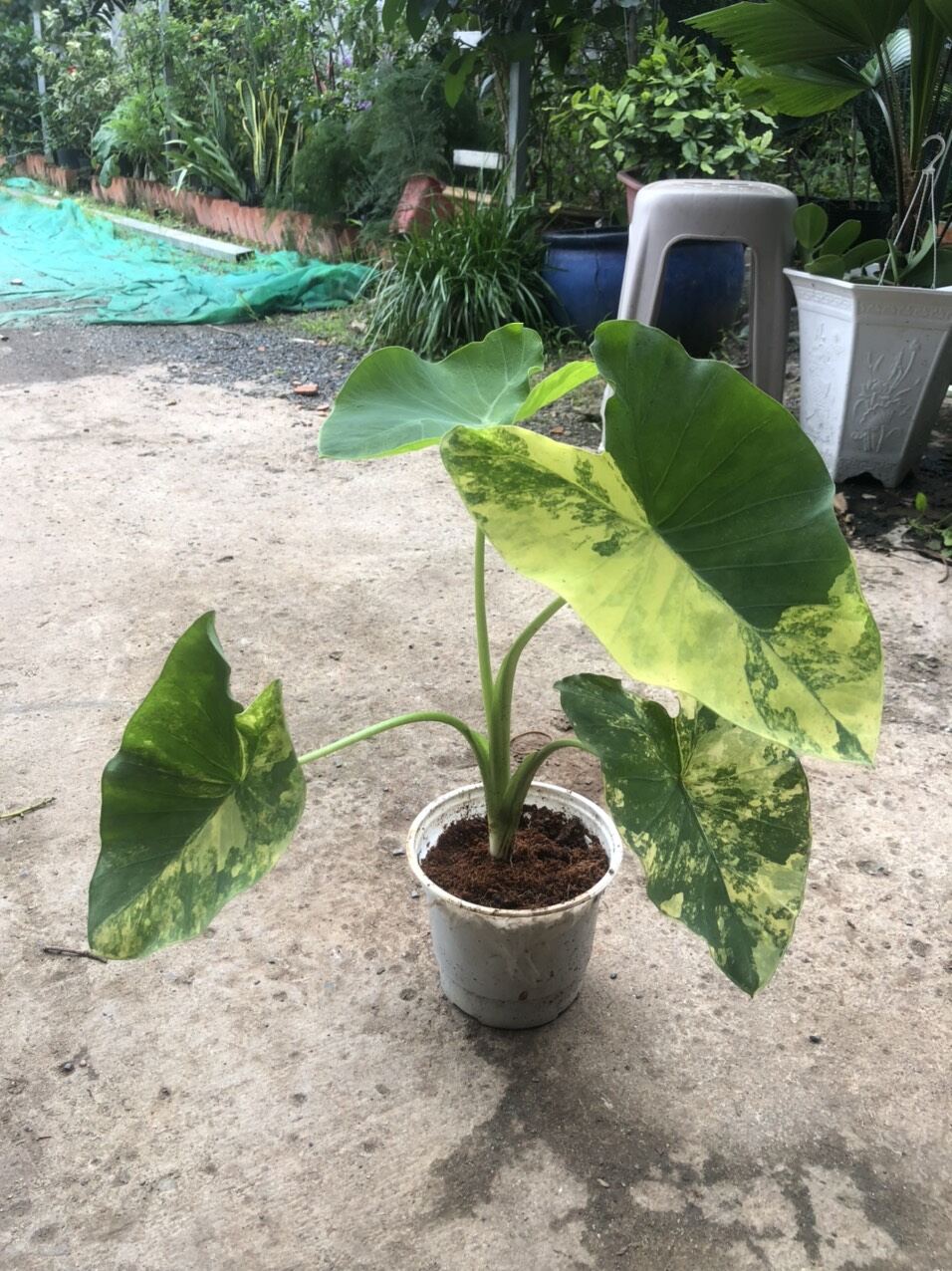 Chậu cây colocasia yellow splash
