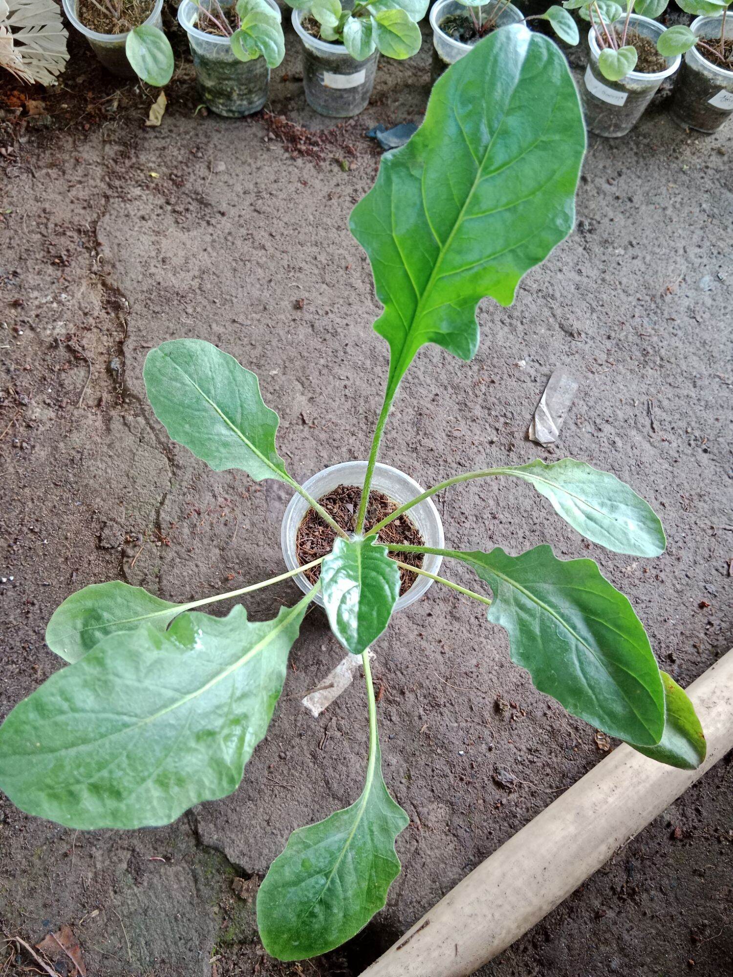 Cúc đồng tiền hồng nhụy đen